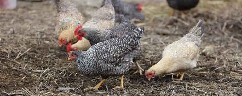 吃鸡血的禁忌 吃鸡血的禁忌人群