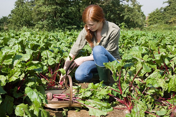 甜菜根的功效与作用 甜菜根的食用禁忌