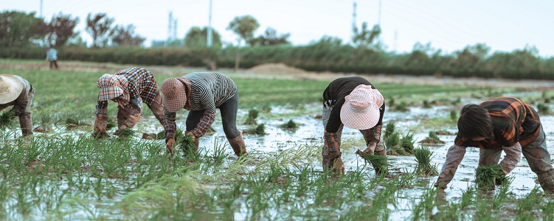 耕田插秧属于哪个季节 耕田插秧是什么时间