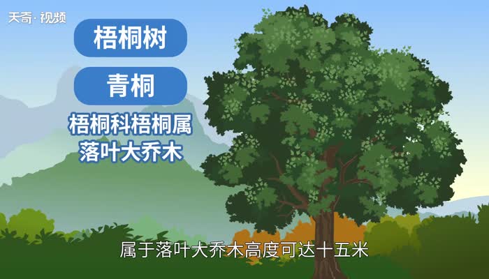 梧桐树的特点 梧桐树有哪些特点