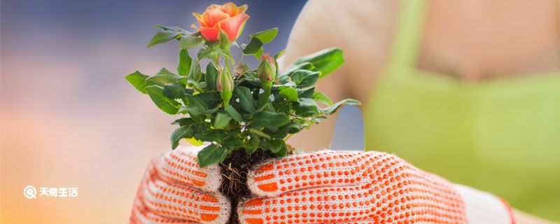 含蓄幽默表达自己生日 生日含蓄而不露出生日的句子