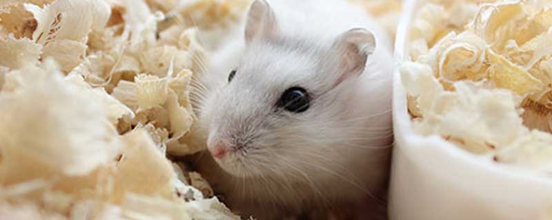 刚买的仓鼠几天才能摸 刚买的仓鼠几天才能摸呢