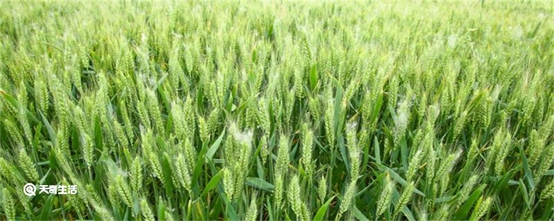 小满要进行哪些农业生产 小满要干什么农事活动