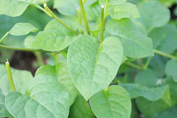 豆腐菜的功效与作用 豆腐菜的禁忌人群