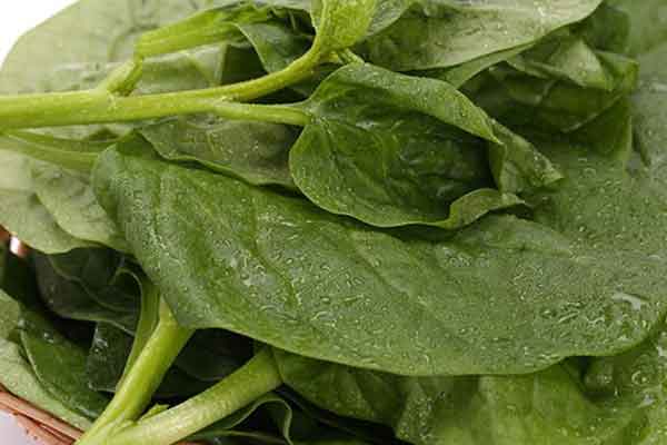 豆腐菜的功效与作用 豆腐菜的禁忌人群