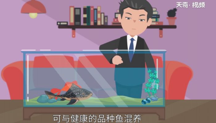 清道夫吃什么 清道夫吃什么饲料