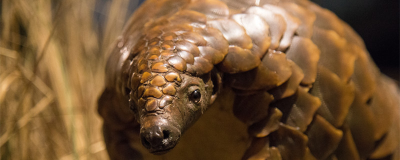 身穿鳞甲是什么动物 鳞甲目动物有哪些