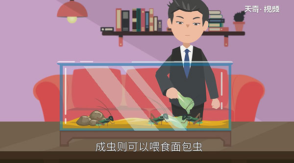 蝈蝈吃什么 蝈蝈以什么为食