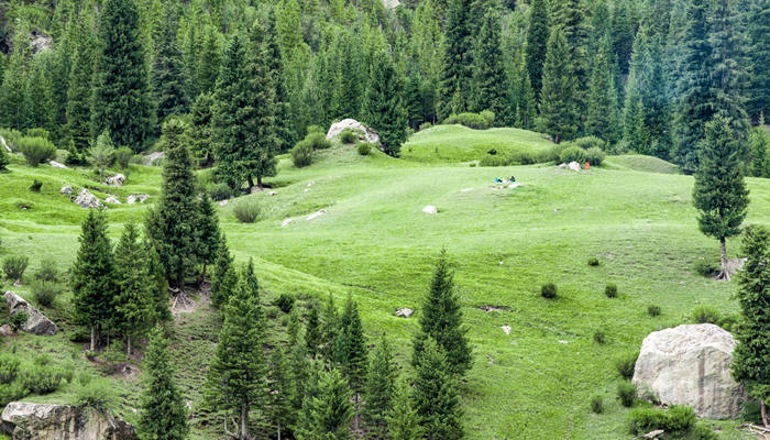 樟子松是什么木材 樟子松的用途