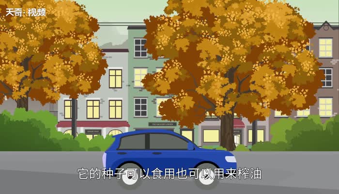 梧桐树的特点 梧桐树有哪些特点