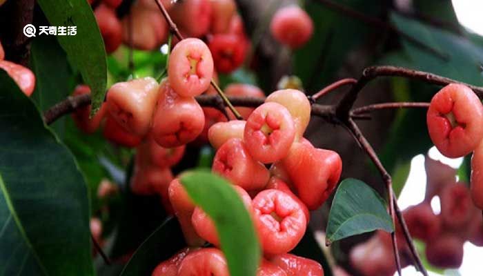 莲雾怎么吃要不要削皮 莲雾需不需要削皮