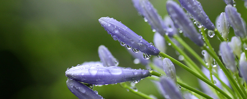 名贵兰花品种 名贵兰花品种有哪些