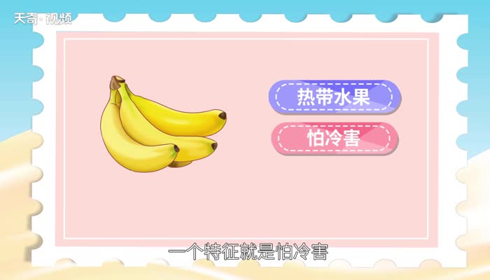 香蕉可以放冰箱保鲜吗 香蕉可以放冰箱保鲜里面吗