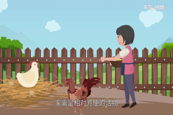 家禽有哪些 家禽包括哪些动物