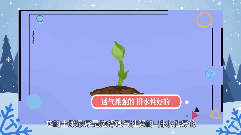 绿萝的养殖方法和注意事项 绿萝的养殖方法和注意事项有哪些