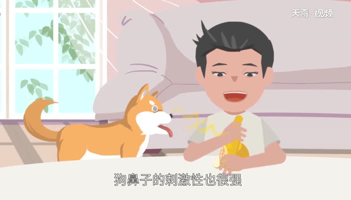 狗怕什么气味 狗害怕的气味有哪些