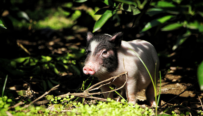 黄喉是什么动物身上的  黄喉是动物身上的哪个部位