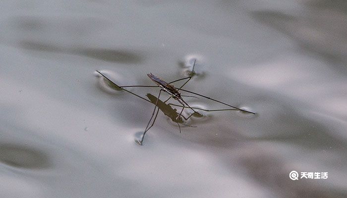 昆虫的种类 昆虫分为几种