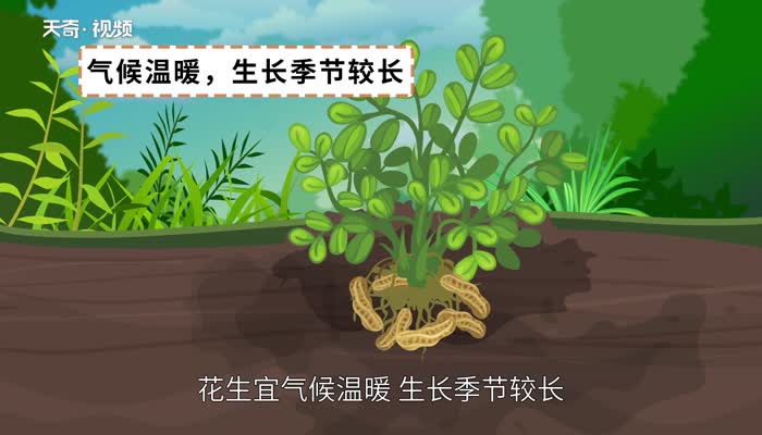 水煮花生米要煮多久 水煮花生米要煮多久才熟