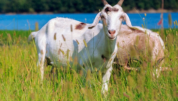 羊为什么是牛科动物 羊是牛科动物吗