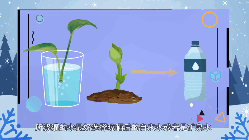 绿萝的养殖方法和注意事项 绿萝的养殖方法和注意事项有哪些