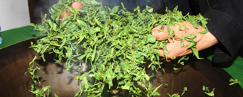 茉莉花茶是绿茶吗  茉莉花茶是不是绿茶