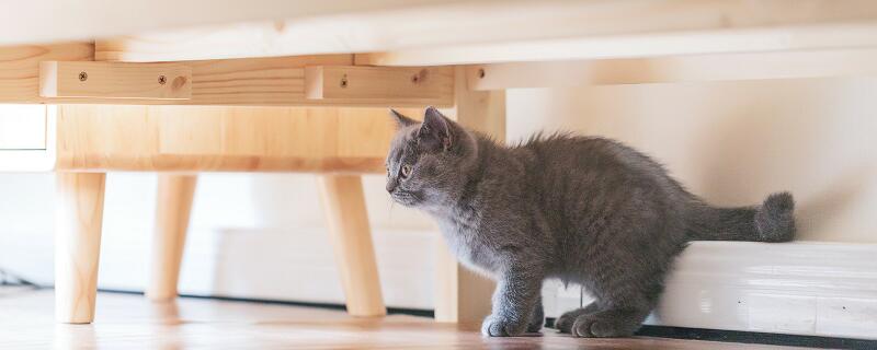 前爪的拼音 前爪怎么读