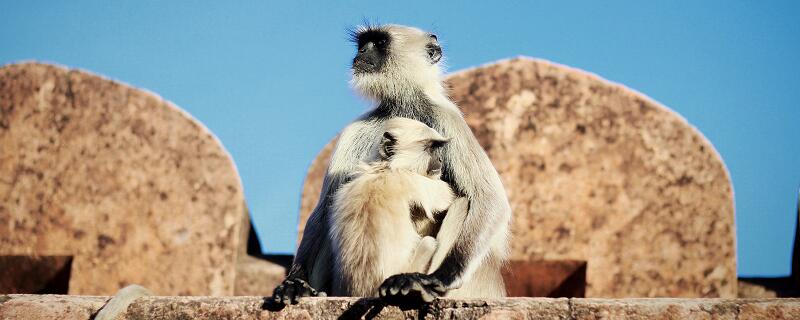 我国一级保护动物 我国的一级保护动物有哪些