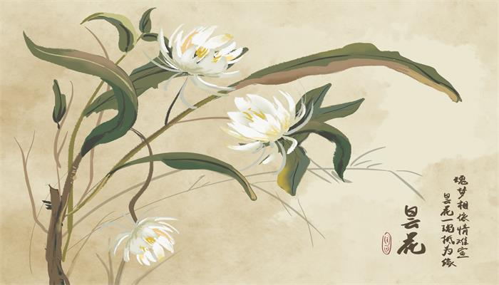 昙花可以吃吗 昙花有什么作用