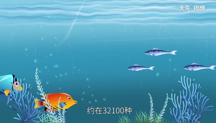 鱼的记忆力是多长时间 鱼的记忆力有多久