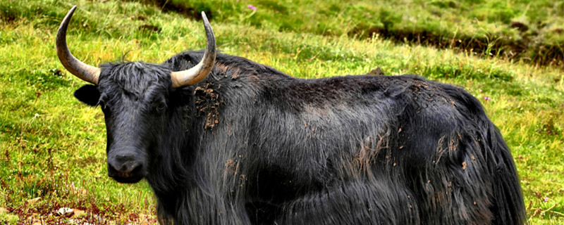 牛科动物有哪些  牛科动物有什么