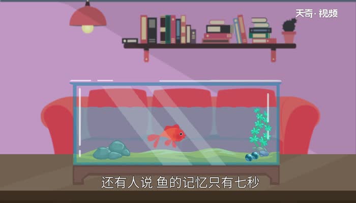 鱼的记忆力是多长时间 鱼的记忆力有多久