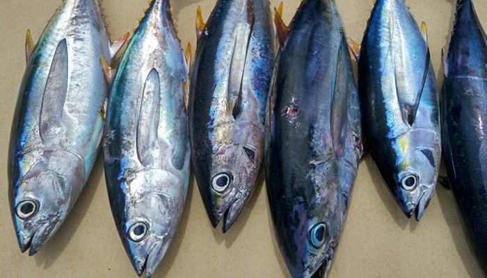 蓝鳍金枪鱼和黄鳍金枪鱼的区别 蓝鳍金枪鱼和黄鳍金枪鱼有什么区别