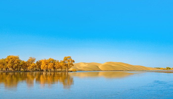 胡杨林在什么地方 胡杨林在哪里 胡杨林在什么地方 胡杨林在哪里