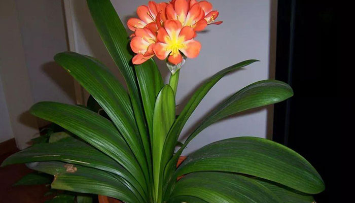 父亲节送什么花 父亲节适合送什么花