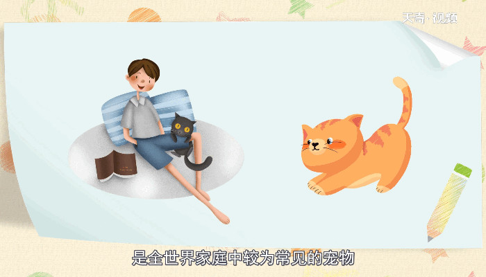 猫的种类 猫的分类