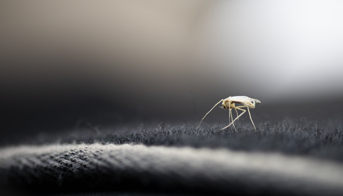 怎么灭蚊子 怎么灭蚊子最有效