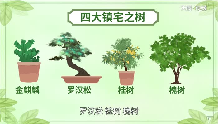 四大镇宅之树是什么 四大镇宅之树是哪些