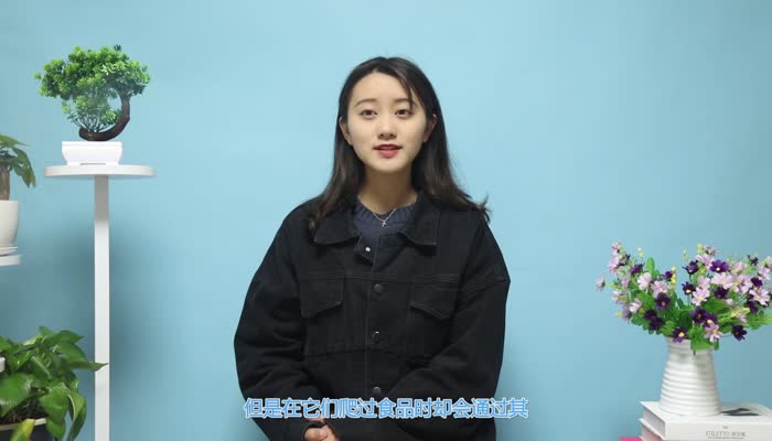 蟑螂的危害 蟑螂的危害有哪些