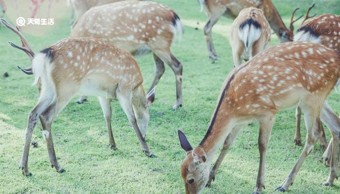 我国一级保护动物 我国的一级保护动物有哪些