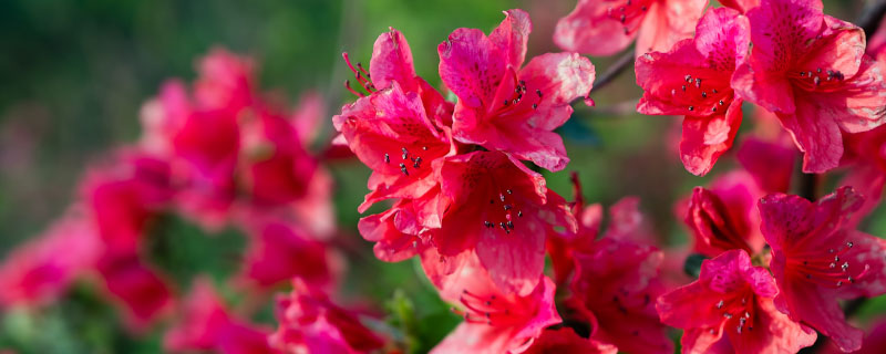 一帆风顺花有毒吗 一帆风顺花是不是有毒