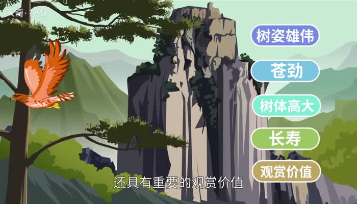 松树的特点 松树有什么最大的特点