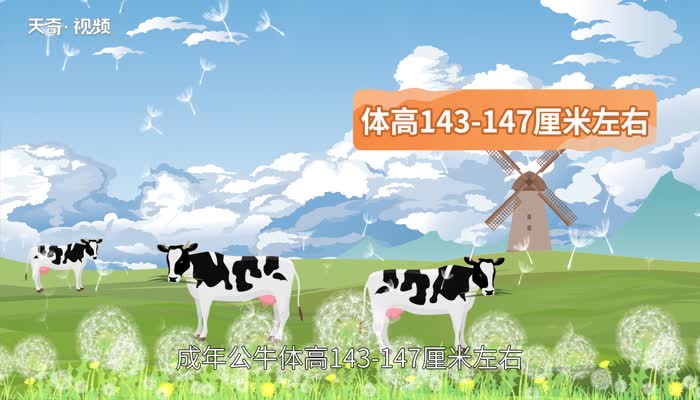 奶牛分公母吗 奶牛有公的吗