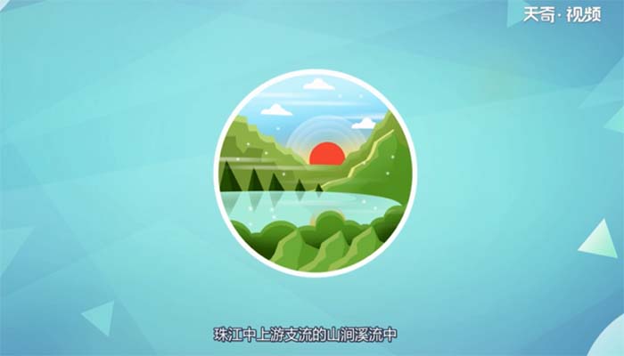 娃娃鱼是什么动物类型 娃娃鱼属于动物类型