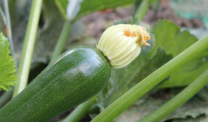 西葫芦籽可以吃吗 西葫芦籽可不可以吃 西葫芦籽可以吃吗 西葫芦籽可不可以吃