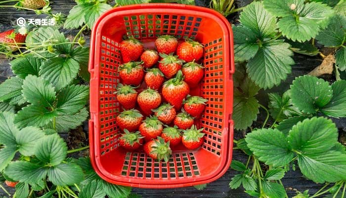 草莓为什么要用淀粉洗 草莓用淀粉洗有什么好处