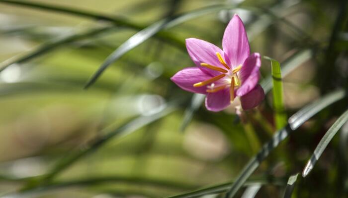 立夏是不是夏天 立夏就是夏天了吗