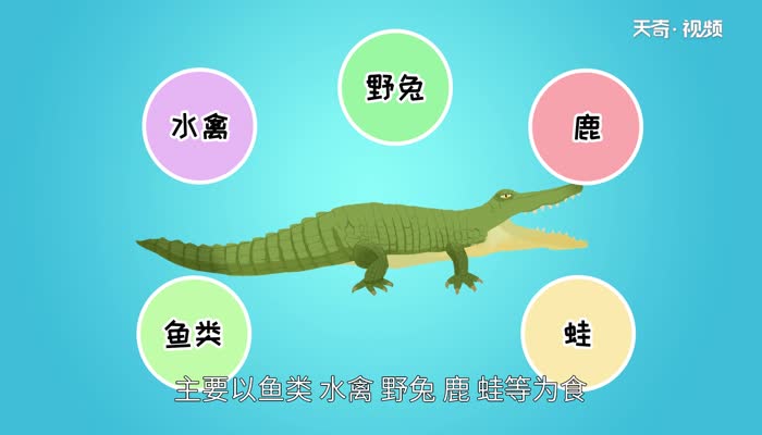 鳄鱼是什么动物 鳄鱼主要以什么为食