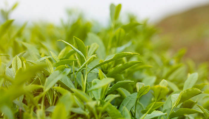 四月清明和谷雨的下一句 四月清明和谷雨下一句是什么