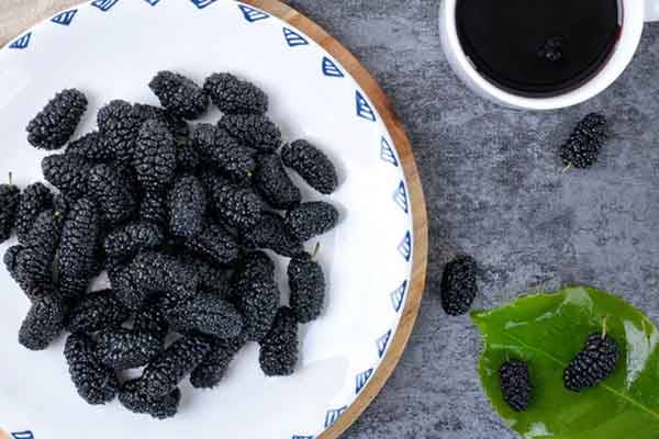 桑子的功效与作用 桑子的禁忌人群